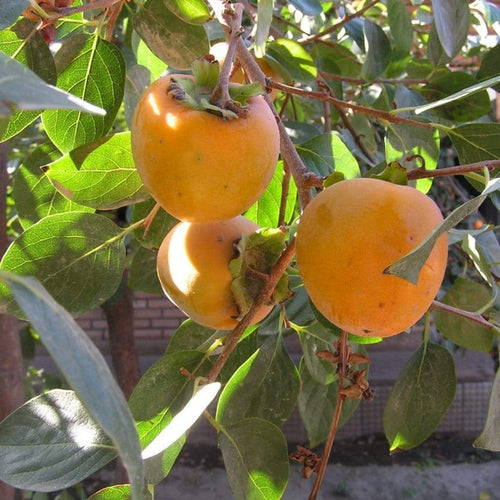Japanese Persimmon Tree Soft Fruit