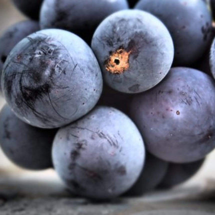 90cm 'Vanessa' Seedless Outdoor Grape Vine | 2L Pot Soft Fruit