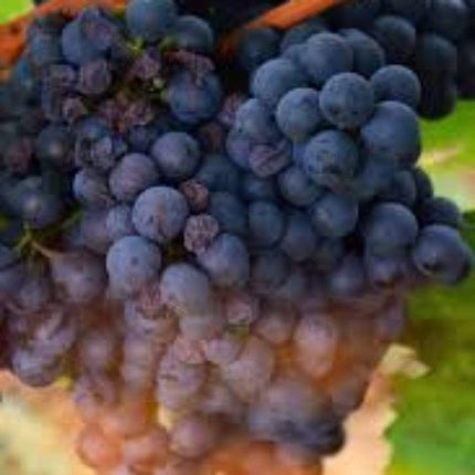 90cm 'Vanessa' Seedless Outdoor Grape Vine | 2L Pot Soft Fruit