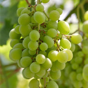 90cm 'Superior' Seedless Outdoor Grape Vine | 3L Pot Soft Fruit
