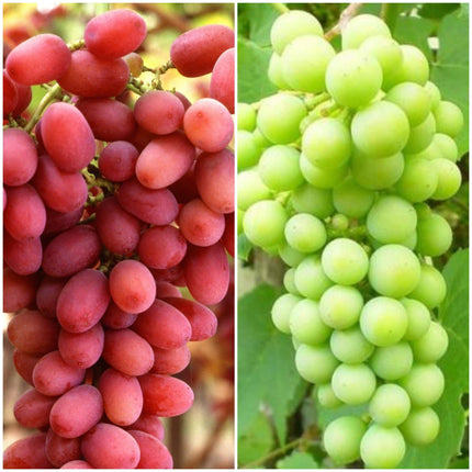 Red & White Seedless Outdoor Grape Collection | 90cm Grape Vines in 3L Pots Soft Fruit