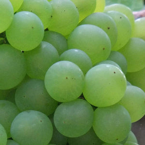 90cm 'Phoenix' Outdoor Grape Vine | 3L Pot Soft Fruit