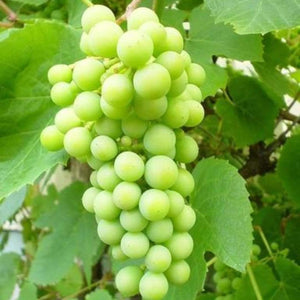 90cm 'Phoenix' Outdoor Grape Vine | 3L Pot Soft Fruit