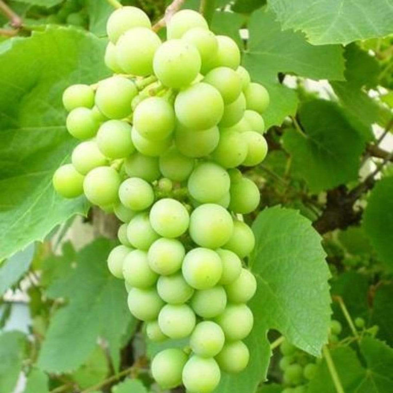 90cm 'Phoenix' Outdoor Grape Vine | 3L Pot Soft Fruit