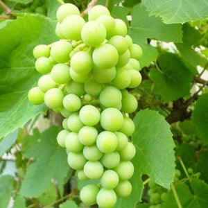 Red & White Seedless Outdoor Grape Collection | 90cm Grape Vines in 3L Pots Soft Fruit