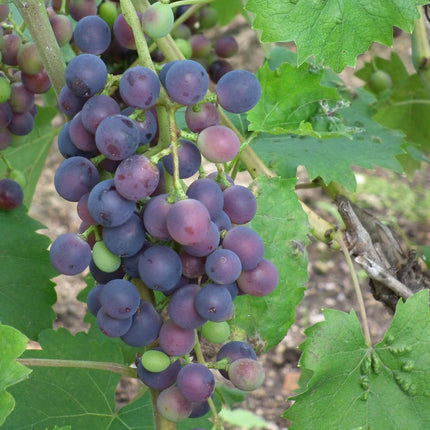 90cm 'Muscat Blue' Grape Vine | 3L Pot Soft Fruit