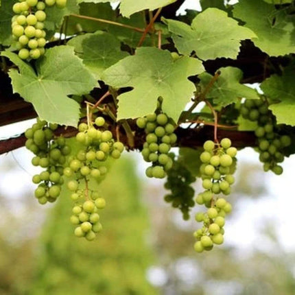 90cm 'Lakemont' Seedless Outdoor Grape Vine | 3L Pot Soft Fruit