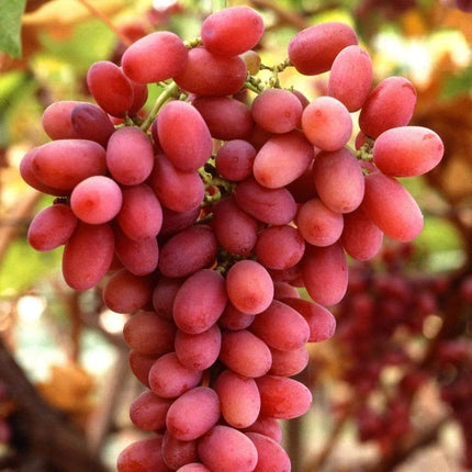 90cm 'Crimson' Seedless Grape Vine | 3L Pot Soft Fruit