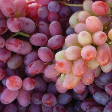 90cm 'Crimson' Seedless Grape Vine | 3L Pot Soft Fruit