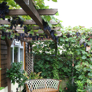 90cm 'Boskoop Glory' Seedless Outdoor Grape Vine | 2L Pot Soft Fruit