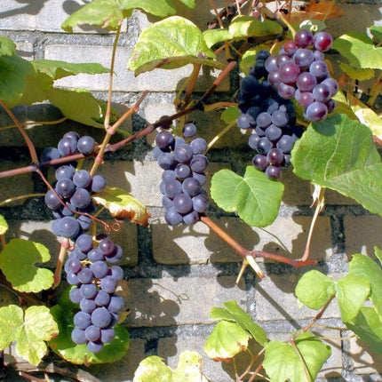 90cm 'Boskoop Glory' Seedless Outdoor Grape Vine | 2L Pot Soft Fruit