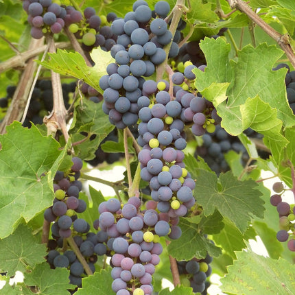 90cm 'Black Hamburgh' Seedless Indoor Grape Vine | 3L Pot Soft Fruit