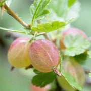 Invicta Gooseberry Bush Soft Fruit