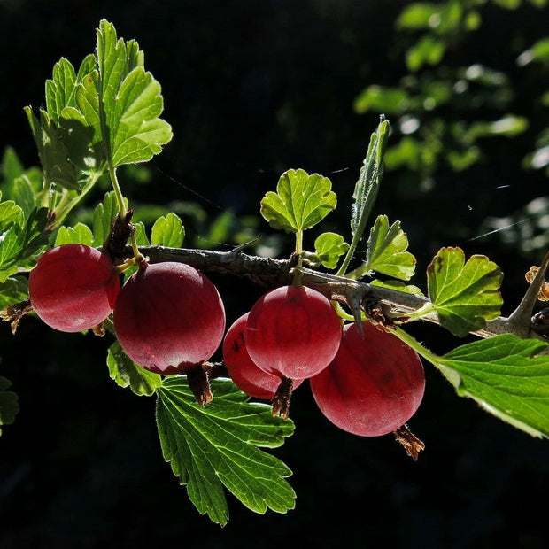 Hinnonmaki Red Gooseberry Bush Soft Fruit