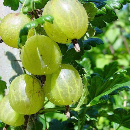 Hinnonmaki Green Gooseberry Bush Soft Fruit