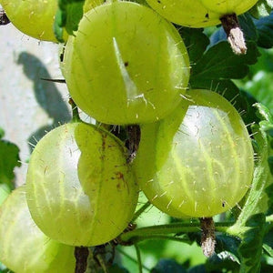 Hinnonmaki Green Gooseberry Bush Soft Fruit