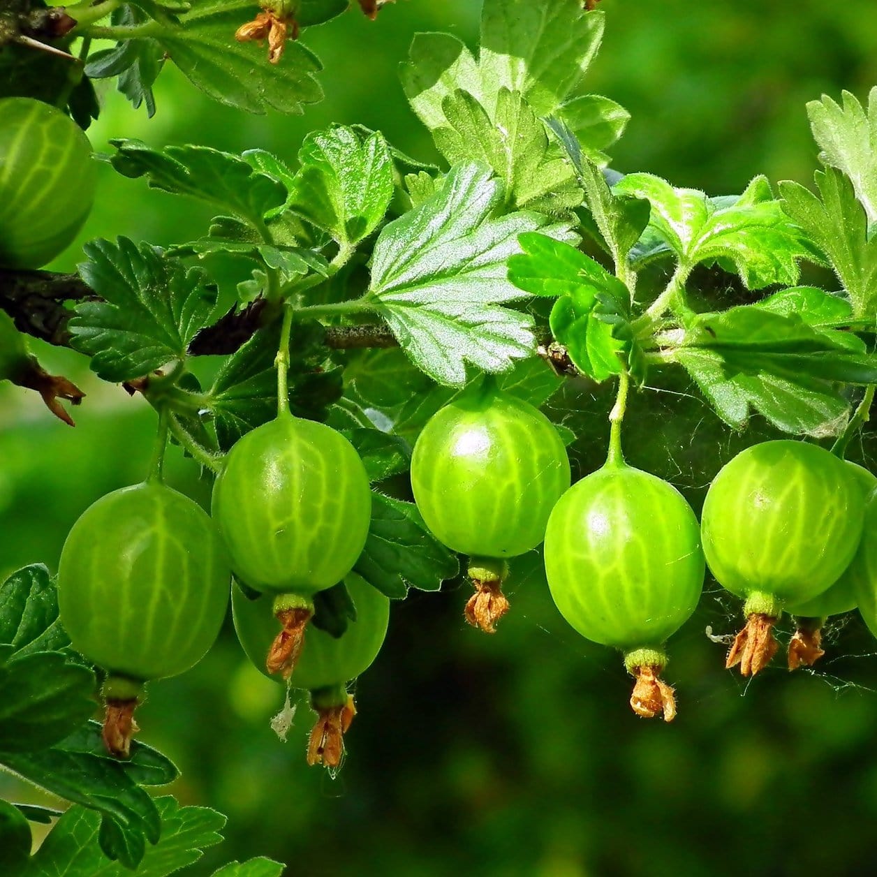 'Hinnonmaki Green' Gooseberry Bush