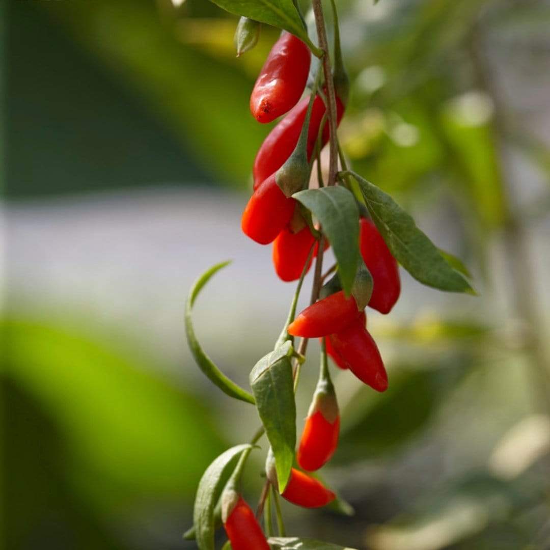 Goji Berry Plant