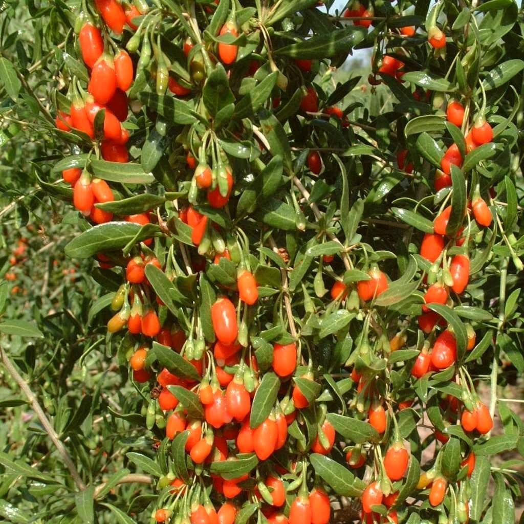 Goji Berry Plant – Roots Plants