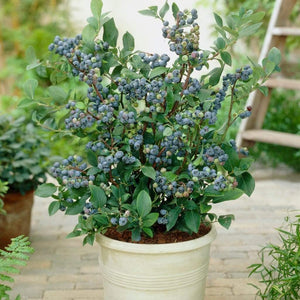 All Season Blueberry Plants Collection | 3x 10cm Pots Soft Fruit