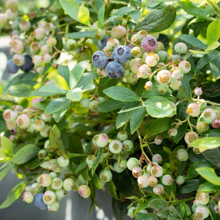 Sunshine Blue Evergreen Blueberry Bush Soft Fruit