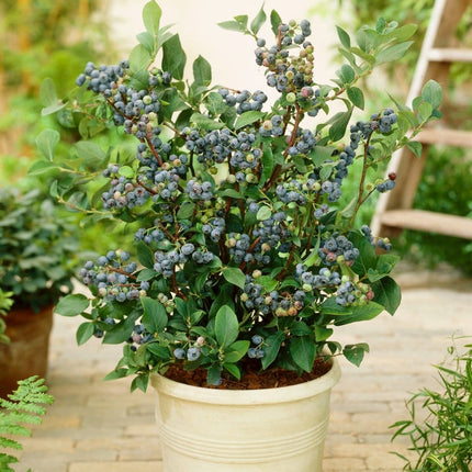 Sunshine Blue Evergreen Blueberry Bush Soft Fruit