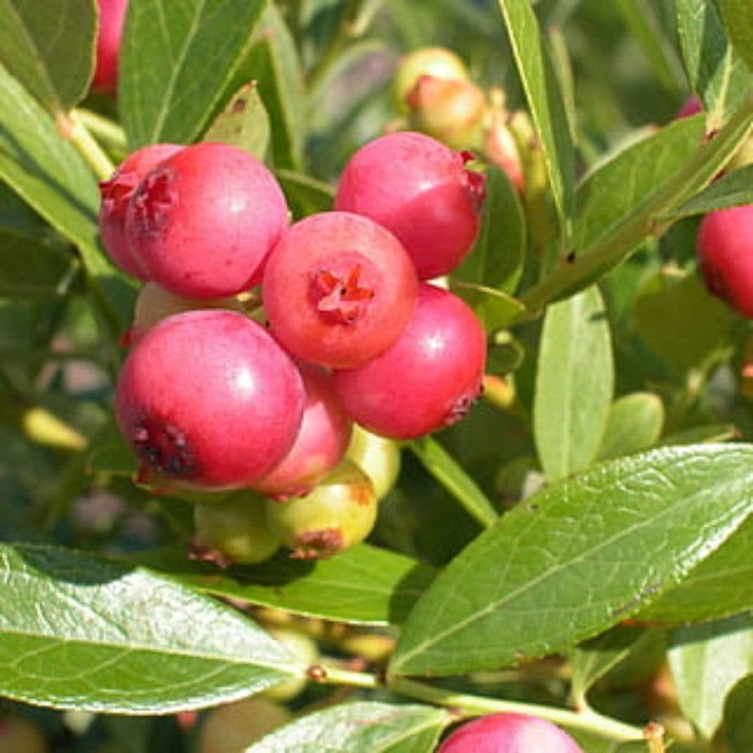 'Pink Lemonade' Blueberry Bush Roots Plants