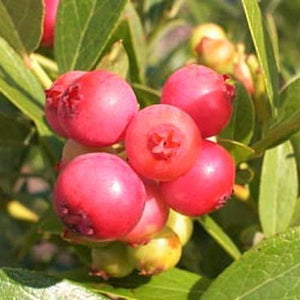 Unusual Berry Collection | 3x 3L Pots Soft Fruit