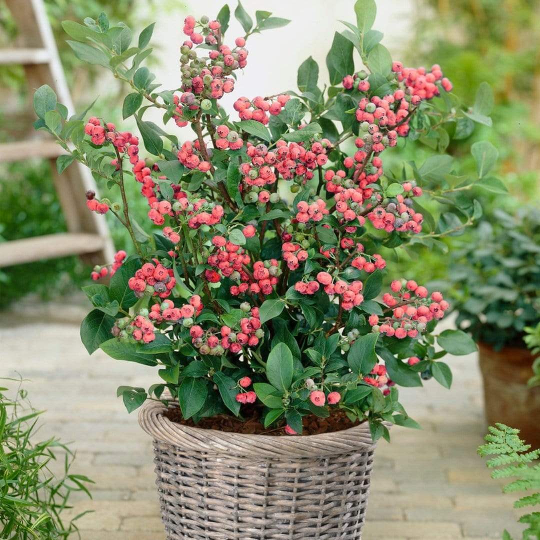 'Pink Lemonade' Blueberry Bush