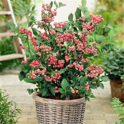 Unusual Berry Collection | 3x 3L Pots Soft Fruit