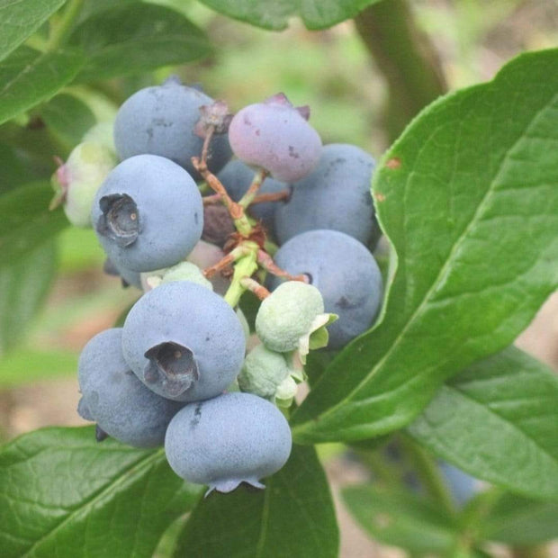 Patriot Blueberry Bush Soft Fruit