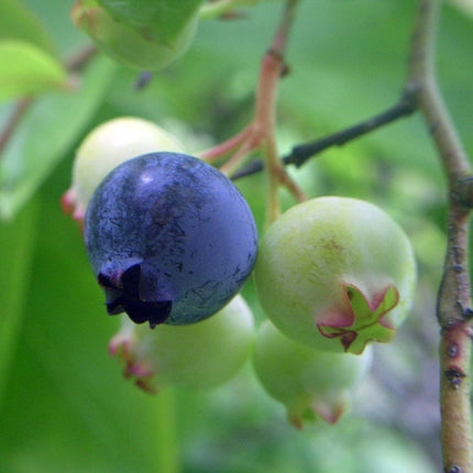 Patriot Blueberry Bush Soft Fruit