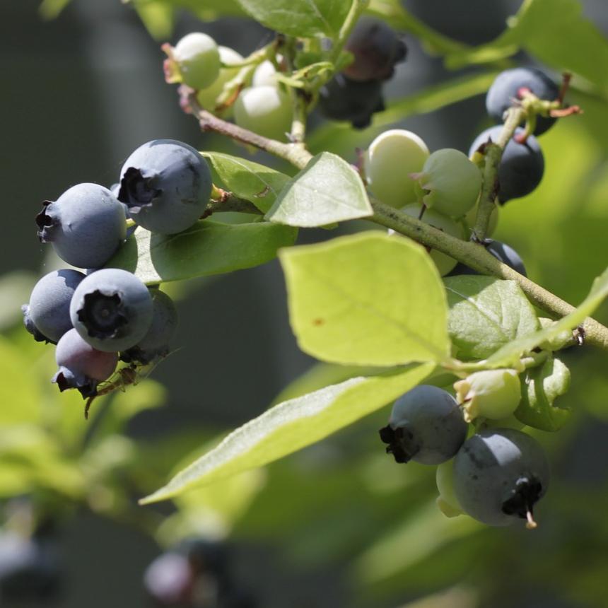 'Herbert' Blueberry Bush