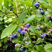 Goldtraube Blueberry Bush Soft Fruit