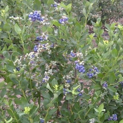 Duke Blueberry Bush Soft Fruit