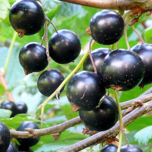 'Ben Lomond' Blackcurrant Bush Soft Fruit
