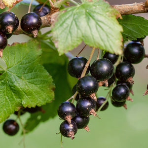 Ben Lomond Blackcurrant Bush Soft Fruit