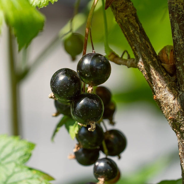 Ben Lomond Blackcurrant Bush Soft Fruit
