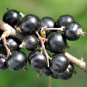 Ben Connan Blackcurrant Bush Soft Fruit