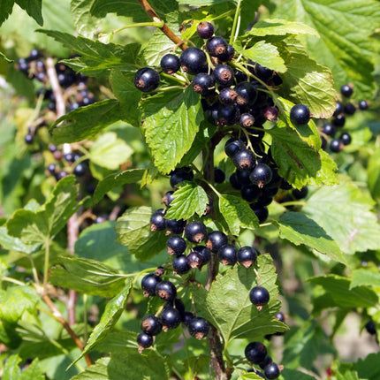 Ben Connan Blackcurrant Bush Soft Fruit