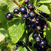 Ben Connan Blackcurrant Bush Soft Fruit