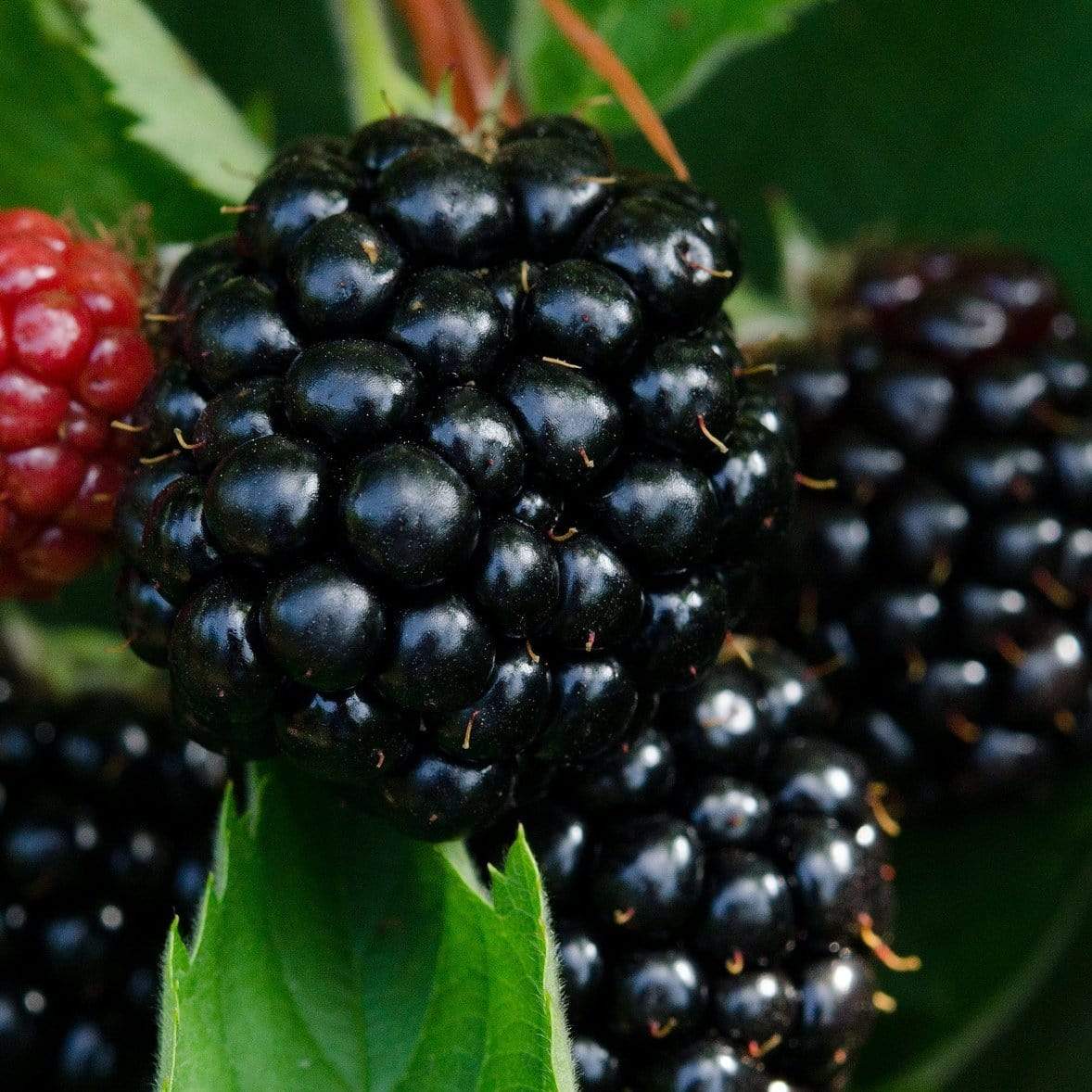'Waldo' Blackberry Plants