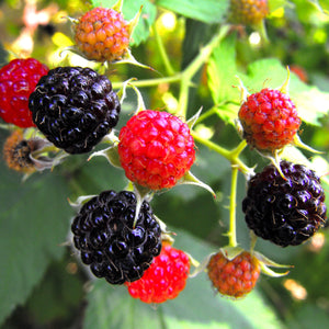 Waldo Blackberry Plants Soft Fruit