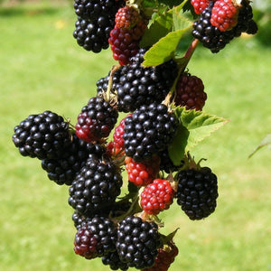Loch Ness' Blackberry Plants Soft Fruit