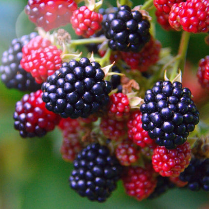 Loch Ness Blackberry Plants Soft Fruit