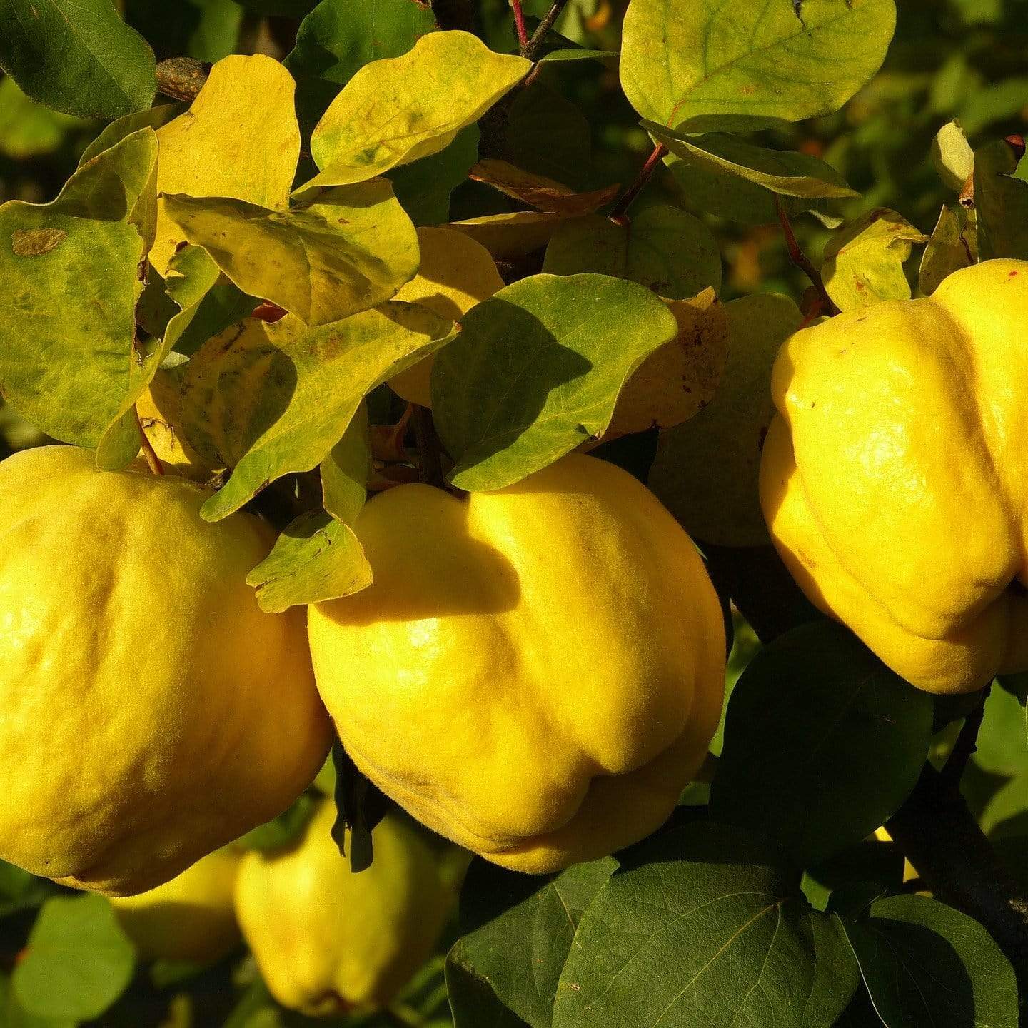 Quince Tree Roots 'Vranja' Quince Tree – Roots Plants