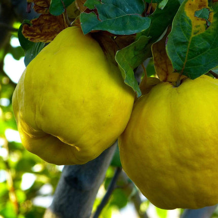 Vranja Quince Tree Fruit Trees