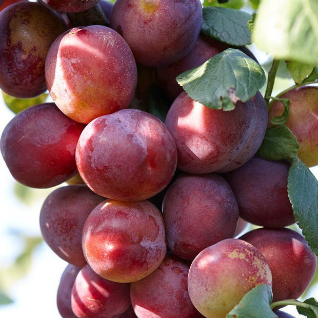 Victoria Plum Tree Fruit Trees