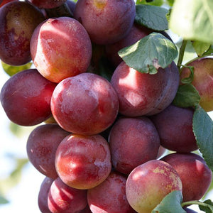 Victoria Patio Plum Tree Fruit Trees