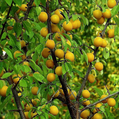 Oullins Golden Gage Plum Tree Fruit Trees
